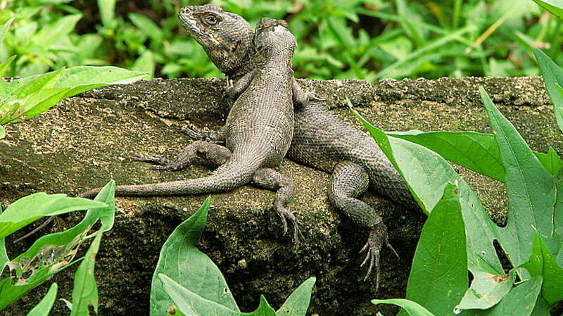 Image of Lava Lizards