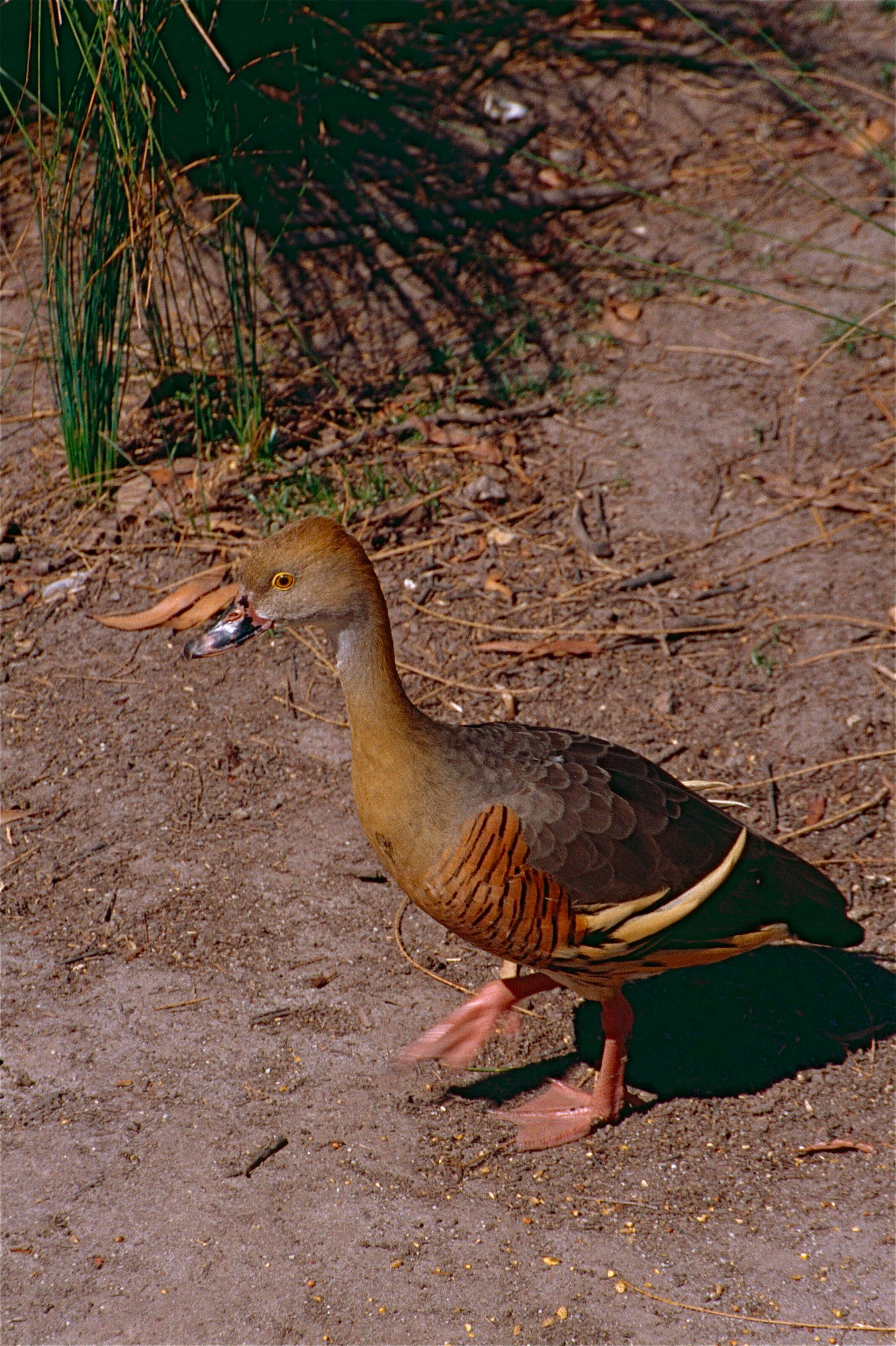 Image of Grass Whistling Duck