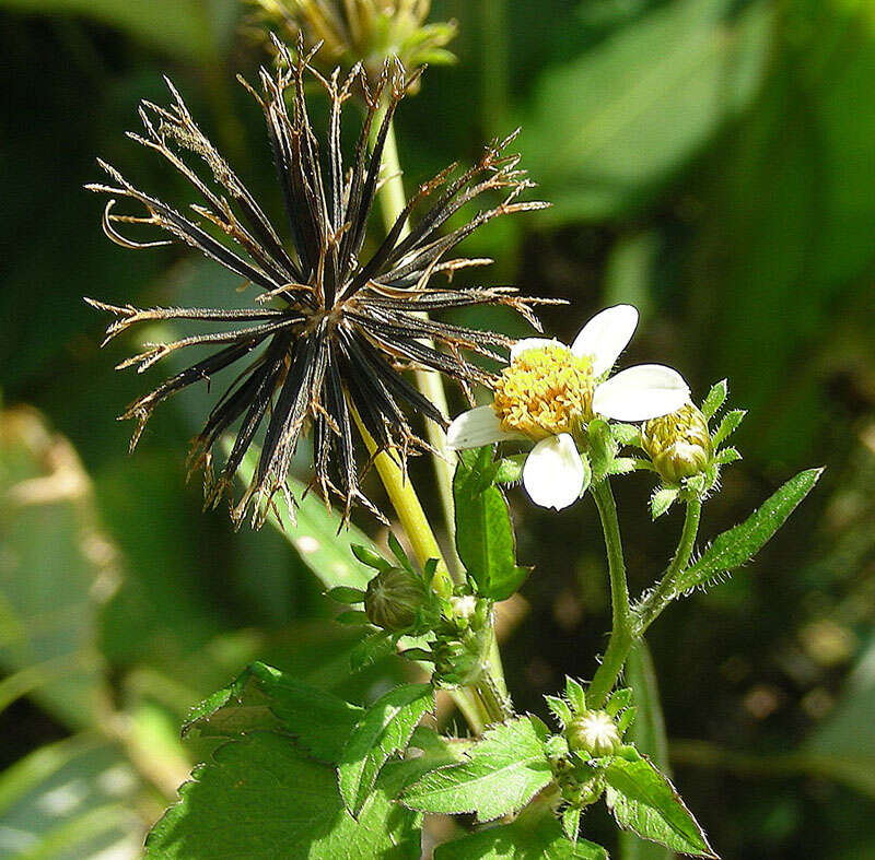 Image de Bidens