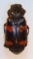 Nicrophorus (Nicrophorus) sayi (Laporte de Castelnau 1840) resmi