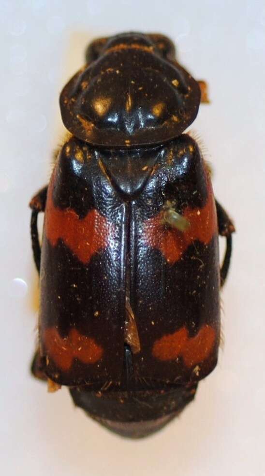 Nicrophorus (Nicrophorus) sayi (Laporte de Castelnau 1840) resmi