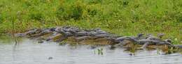 Image of Caimans