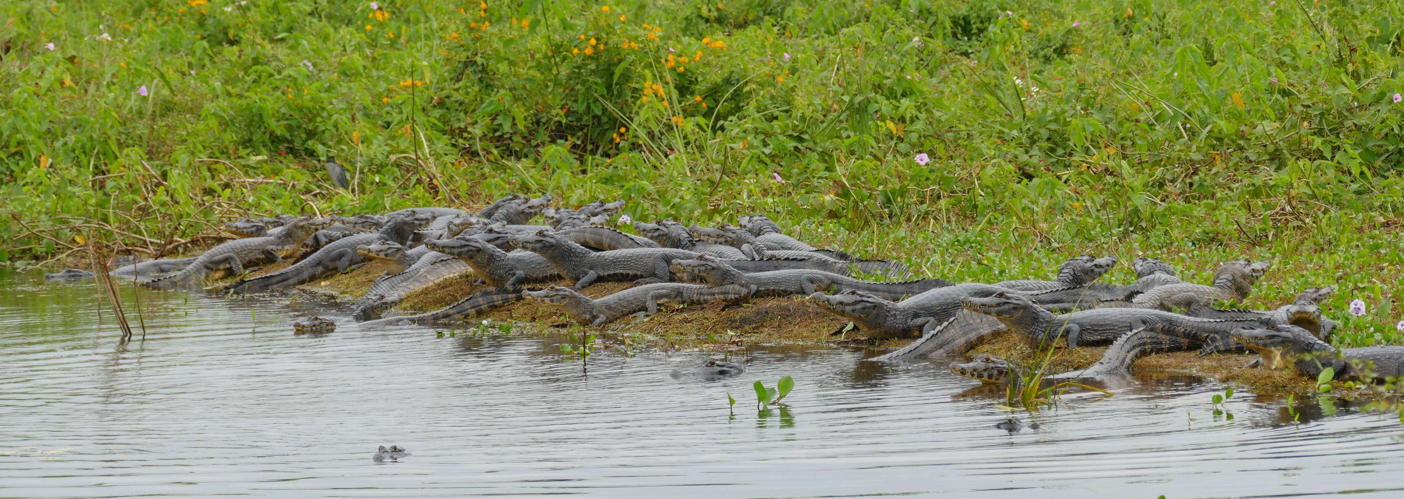 Image of Yacare caiman