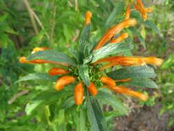 Image of lion's ear