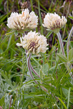 Image of Trifolium noricum Wulfen