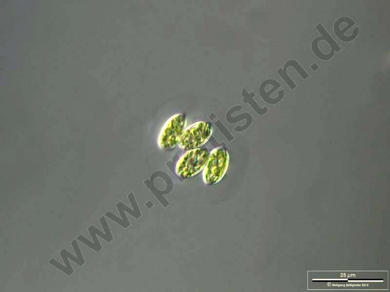 Image of Coenocystis Korshikov 1953