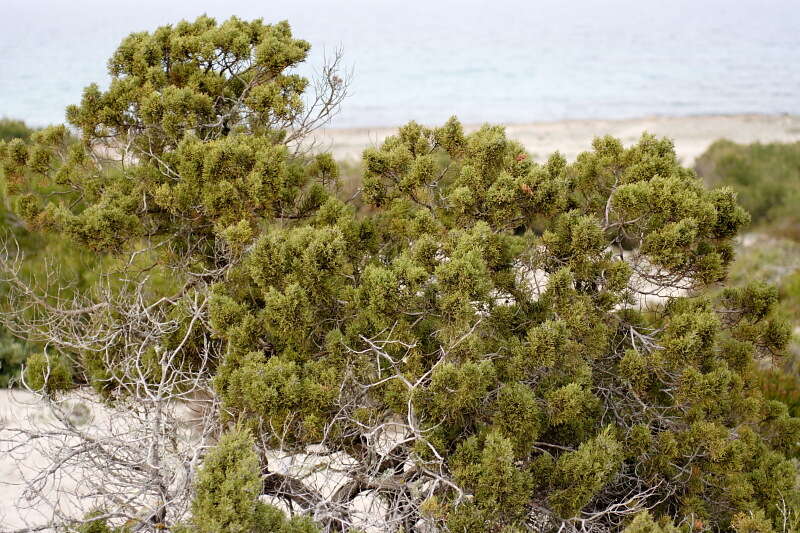 Image of juniper