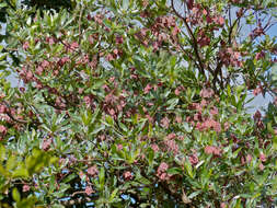 Image of tropical almond