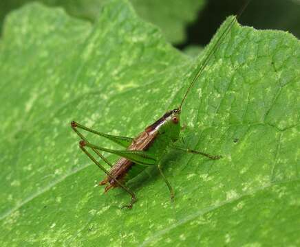 Слика од Conocephalus