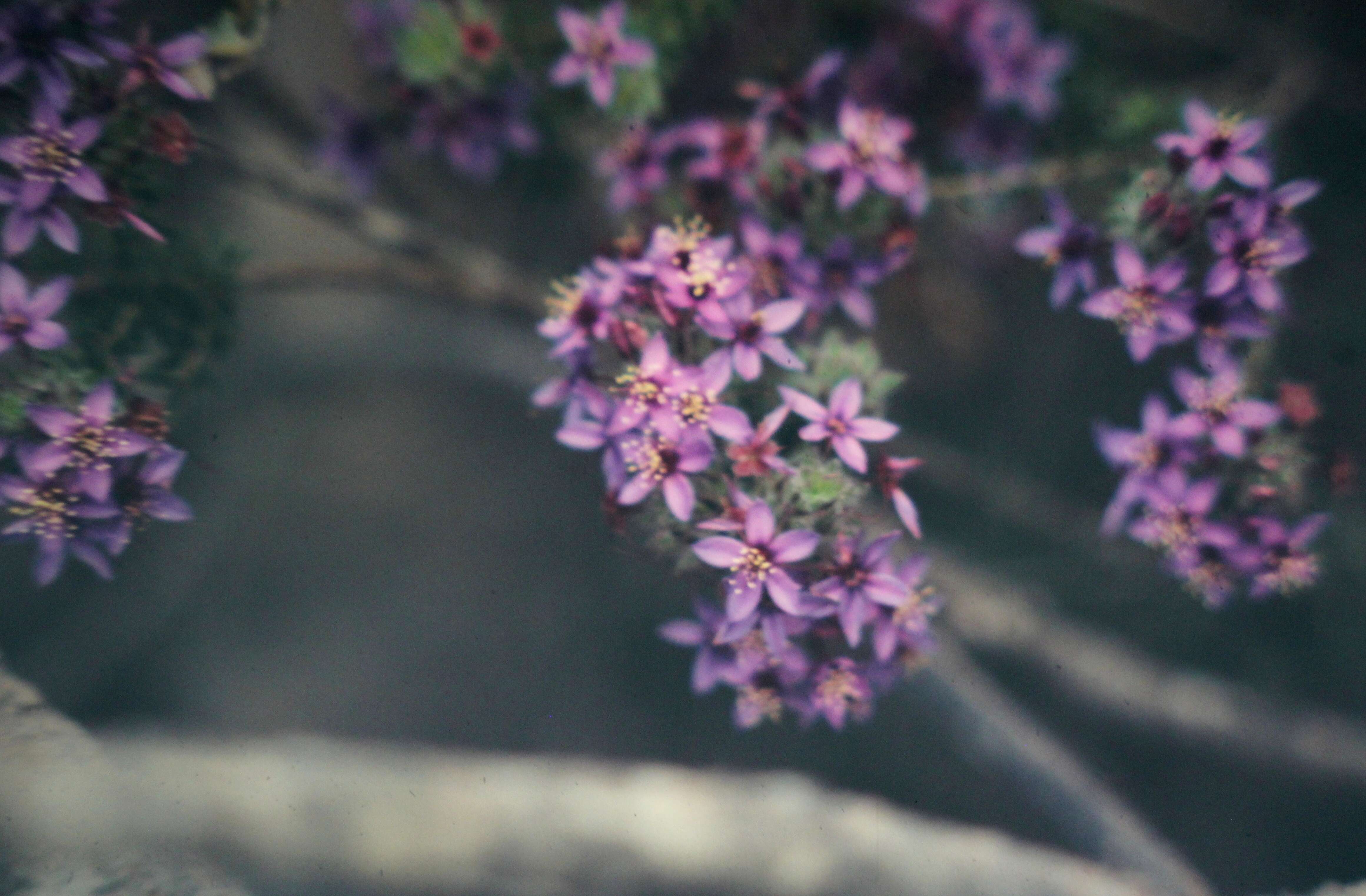 Image of Calytrix