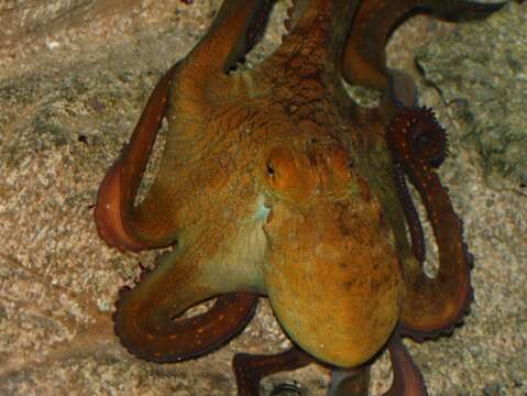 Image of Day octopus