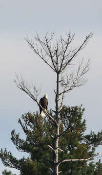 Image of Sea eagles