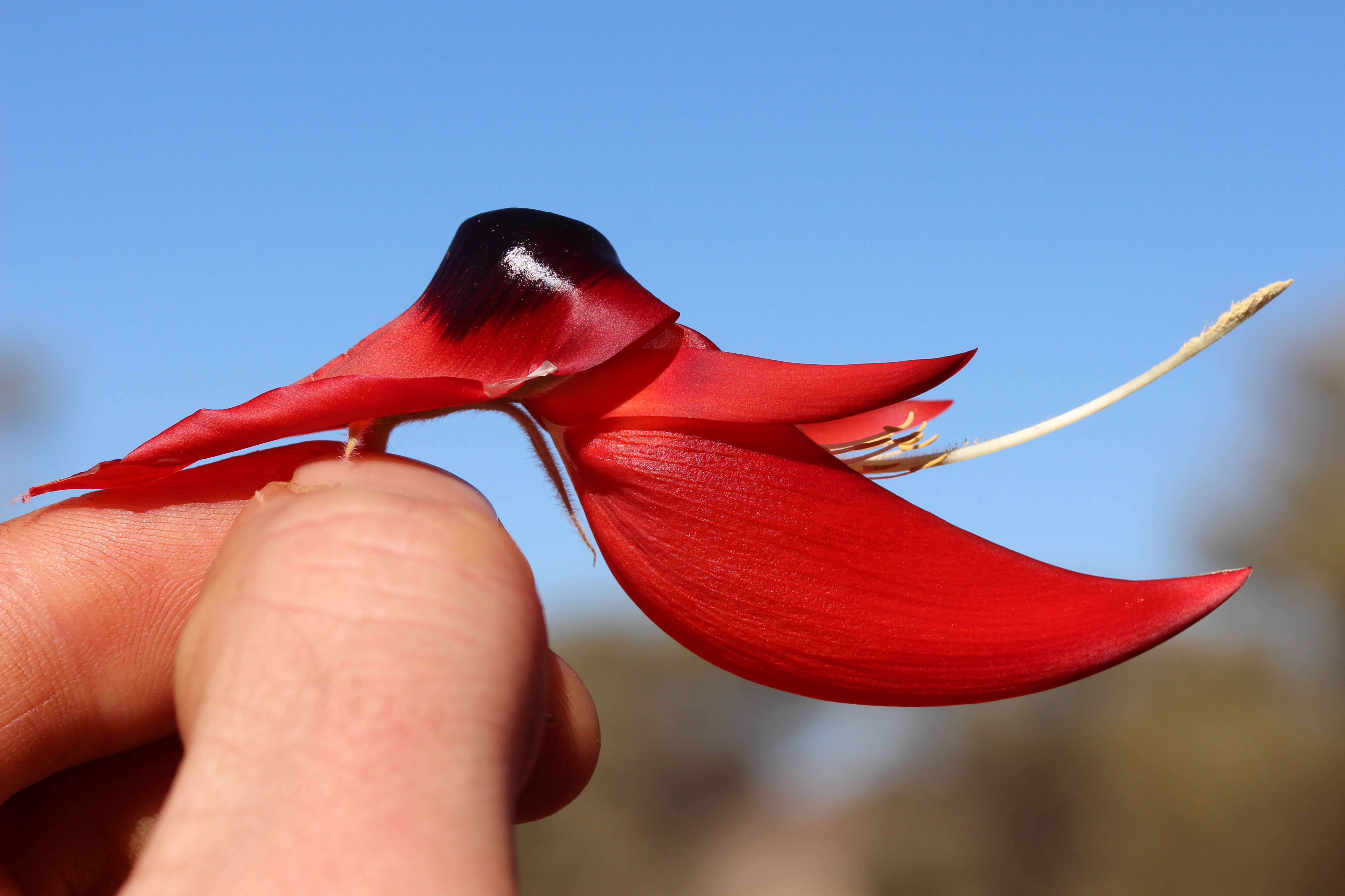 Image of Swainsona formosa (G. Don) J. Thompson