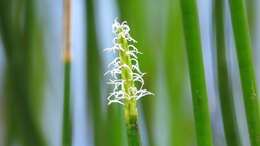 Image of Chinese water chestnut