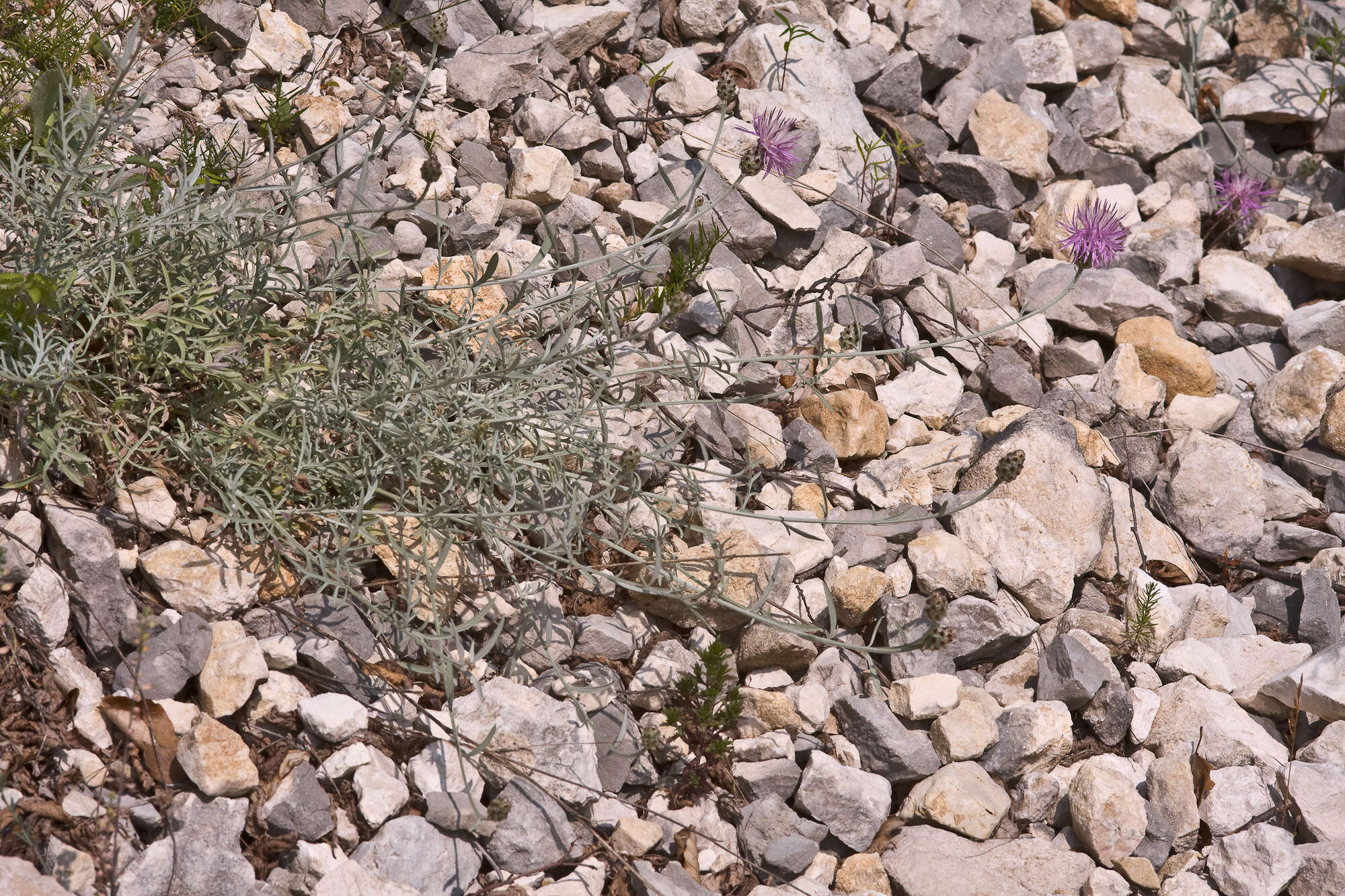 Image of Centaurea tenoreana Willk.