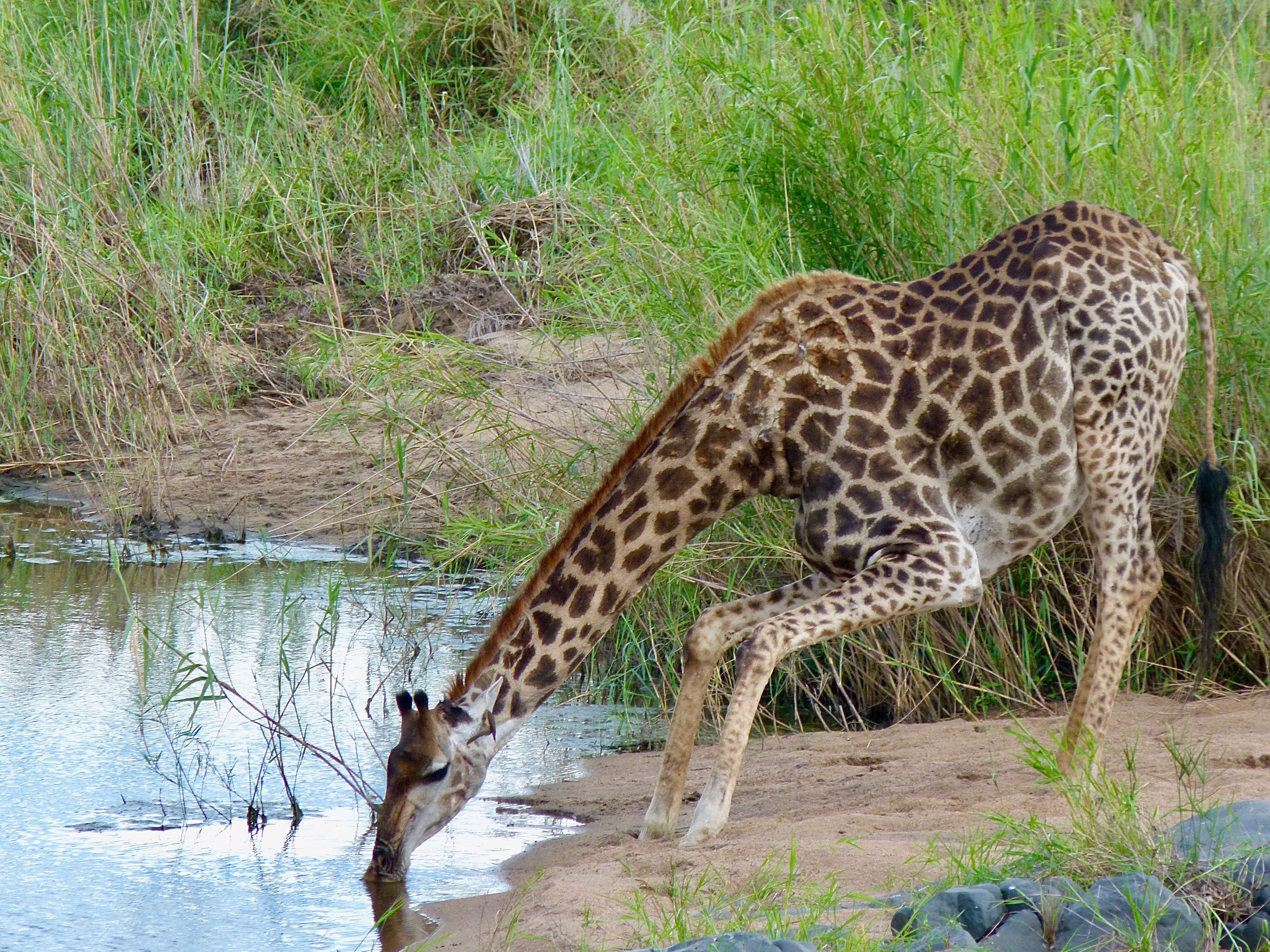 Image of Giraffes