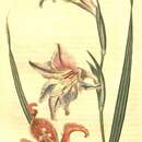Image of Gladiolus liliaceus Houtt.