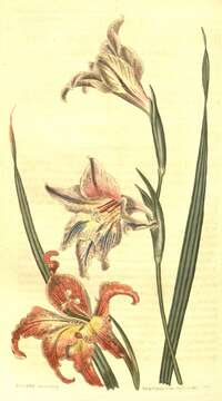 صورة Gladiolus liliaceus Houtt.