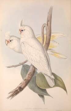 Image of Cacatua sanguinea sanguinea Gould 1843