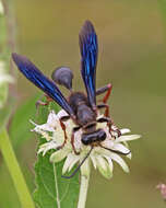 Image of Grass-carrying Wasps