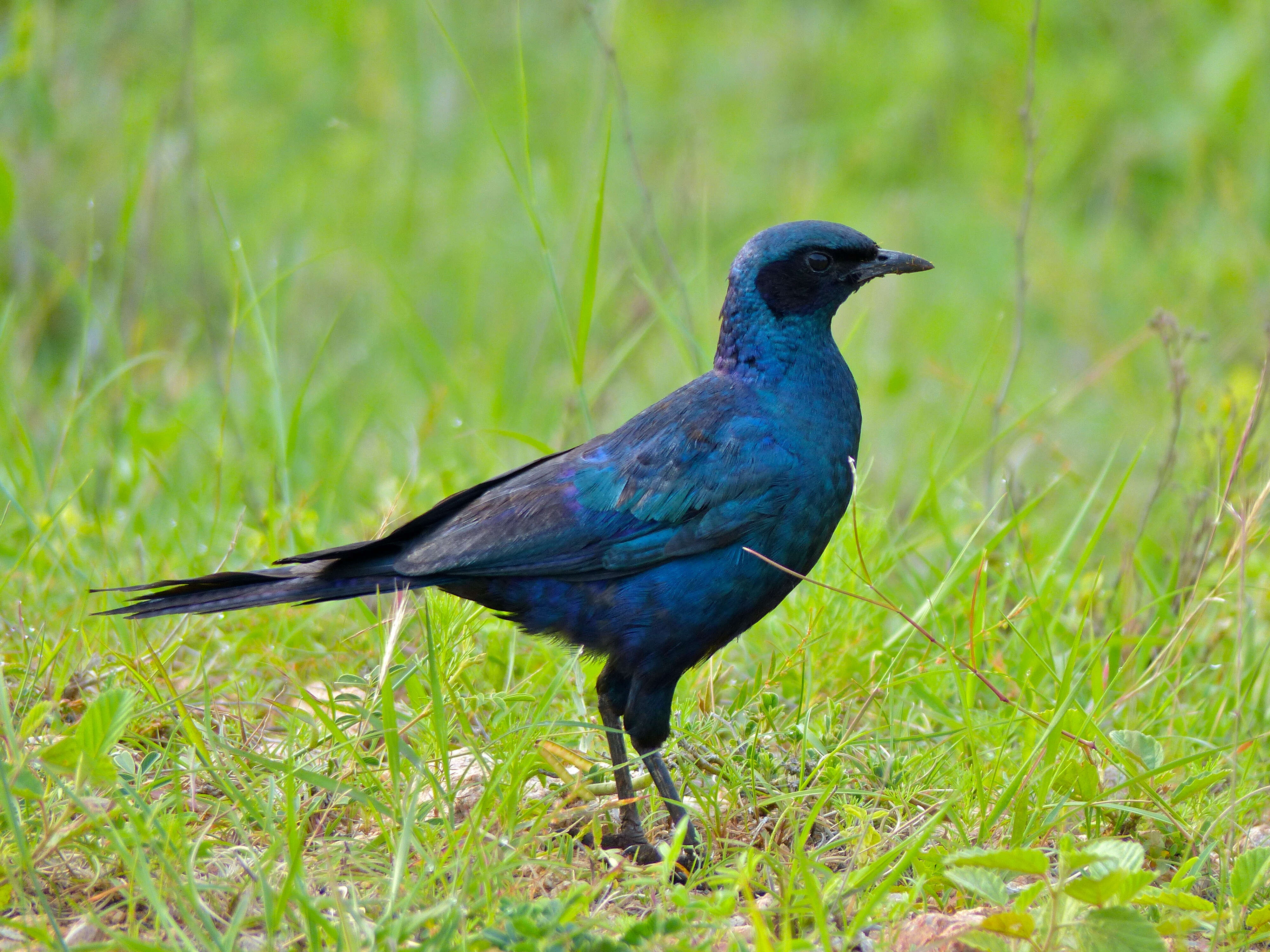 Image of Burchell's Glossy-Starling