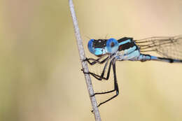 Image of Austrolestes leda (Selys 1862)