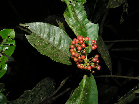 Plancia ëd Ardisia compressa Kunth