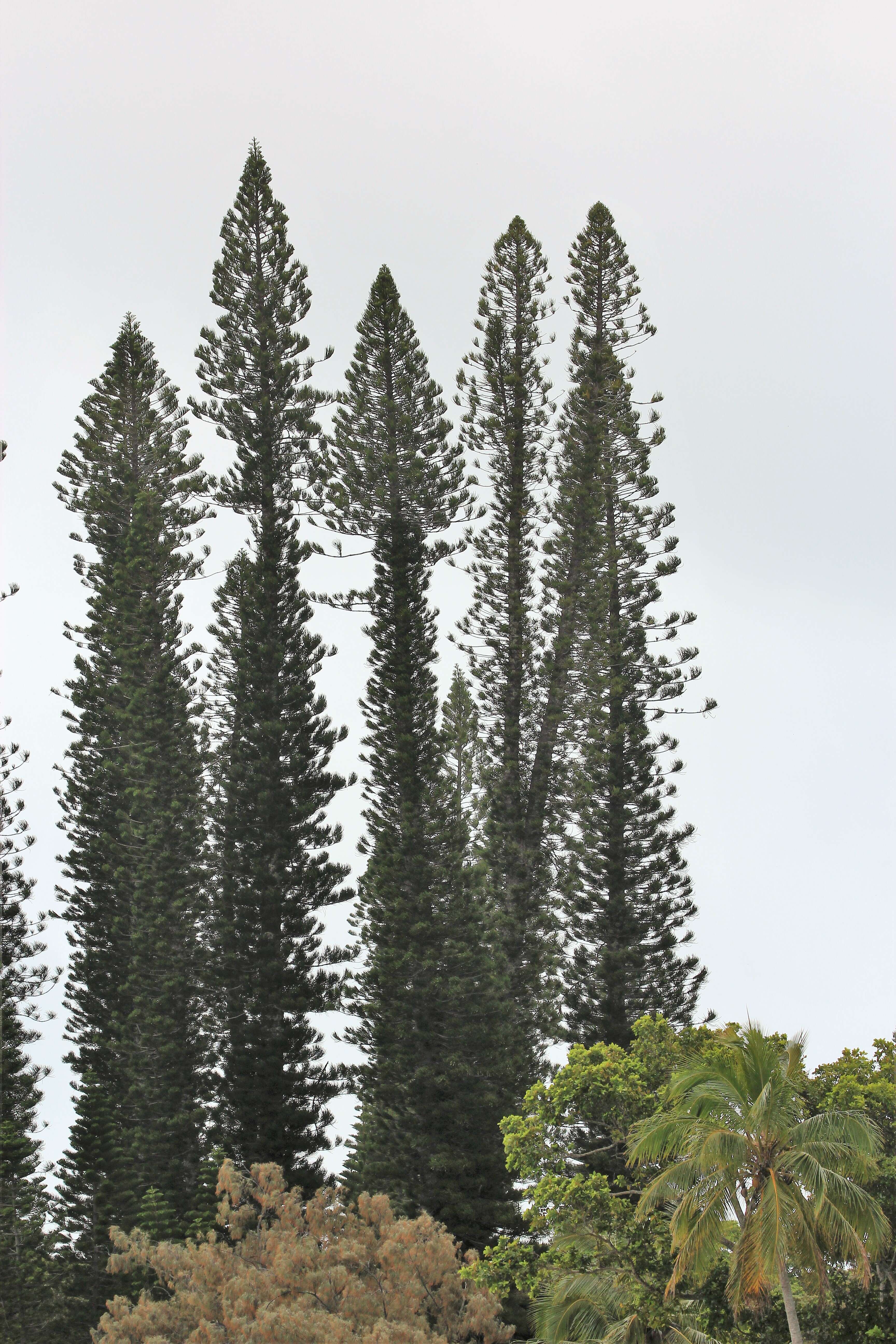 Image of Araucaria