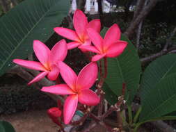 Image de Plumeria rubra L.