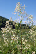 Image of purple meadow-rue