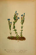 Image of gentian