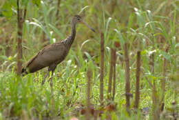 Image of limpkins