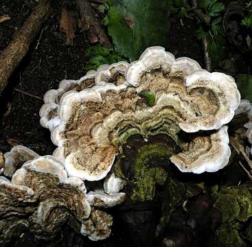 Image of Auricularia mesenterica (Dicks.) Pers. 1822