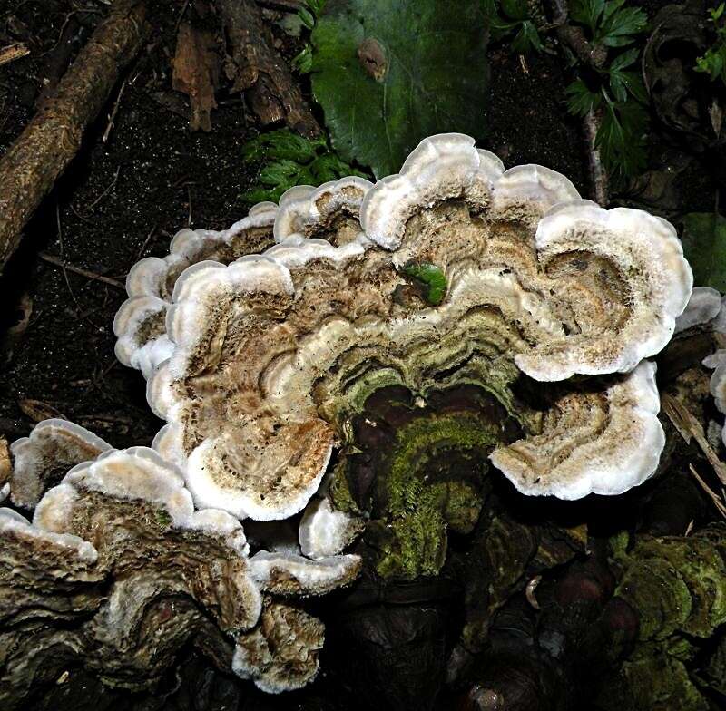 Image of Auricularia mesenterica (Dicks.) Pers. 1822