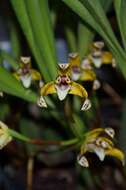 Image of Maxillaria picta Hook.