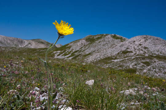 Image of woolly hawkweed