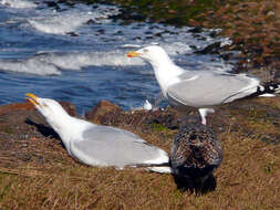 Image of European Herring Gull