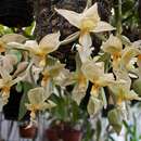 Image of Stanhopea ruckeri Cinnamon