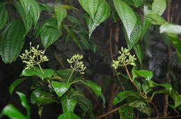 Image of Viburnum erubescens Wall.