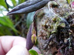 Image of Lepanthes renzii Luer