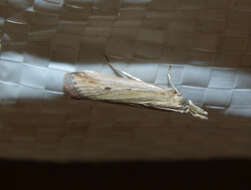 Image of twirler moths