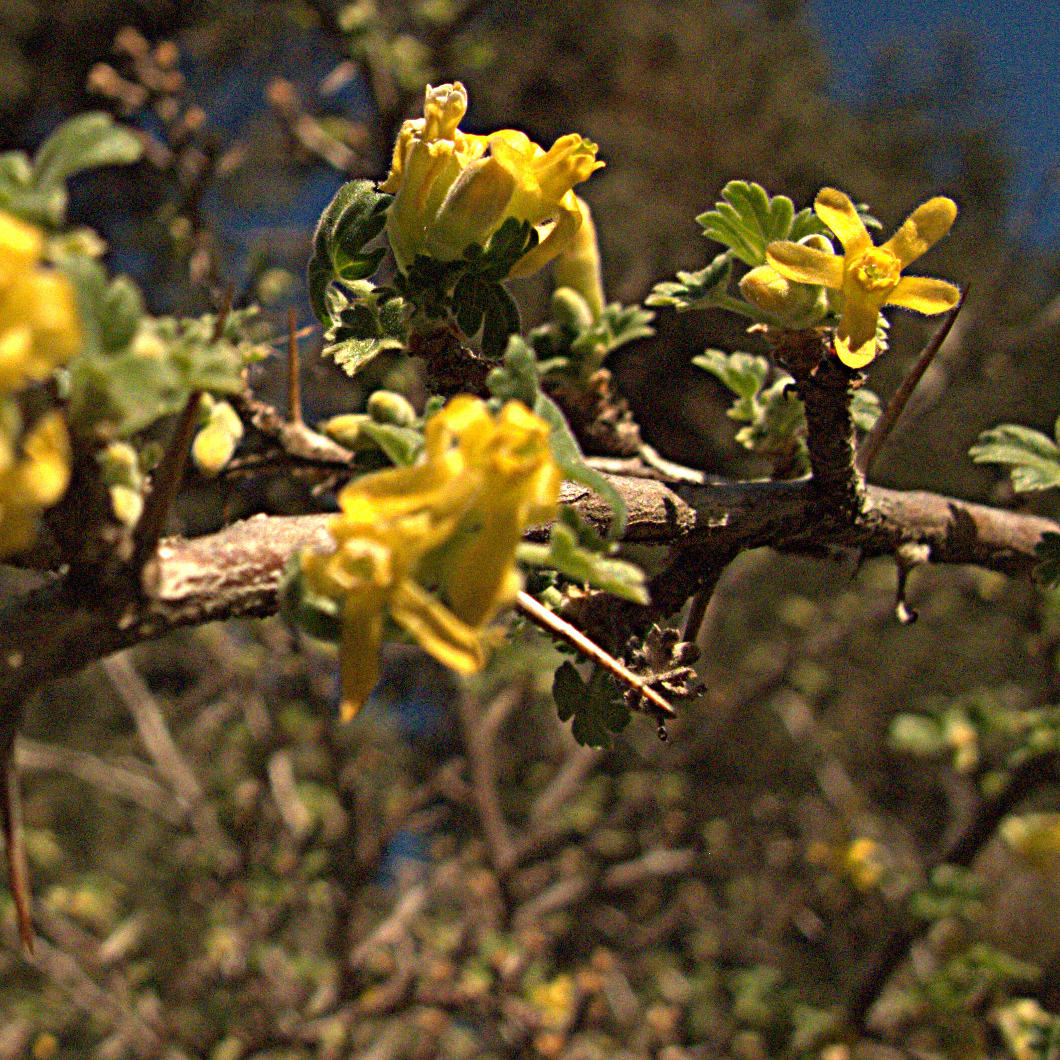 Image of rock gooseberry