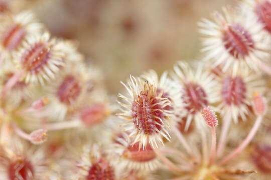 Image of wild carrot