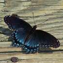 Image of Limenitis arthemis