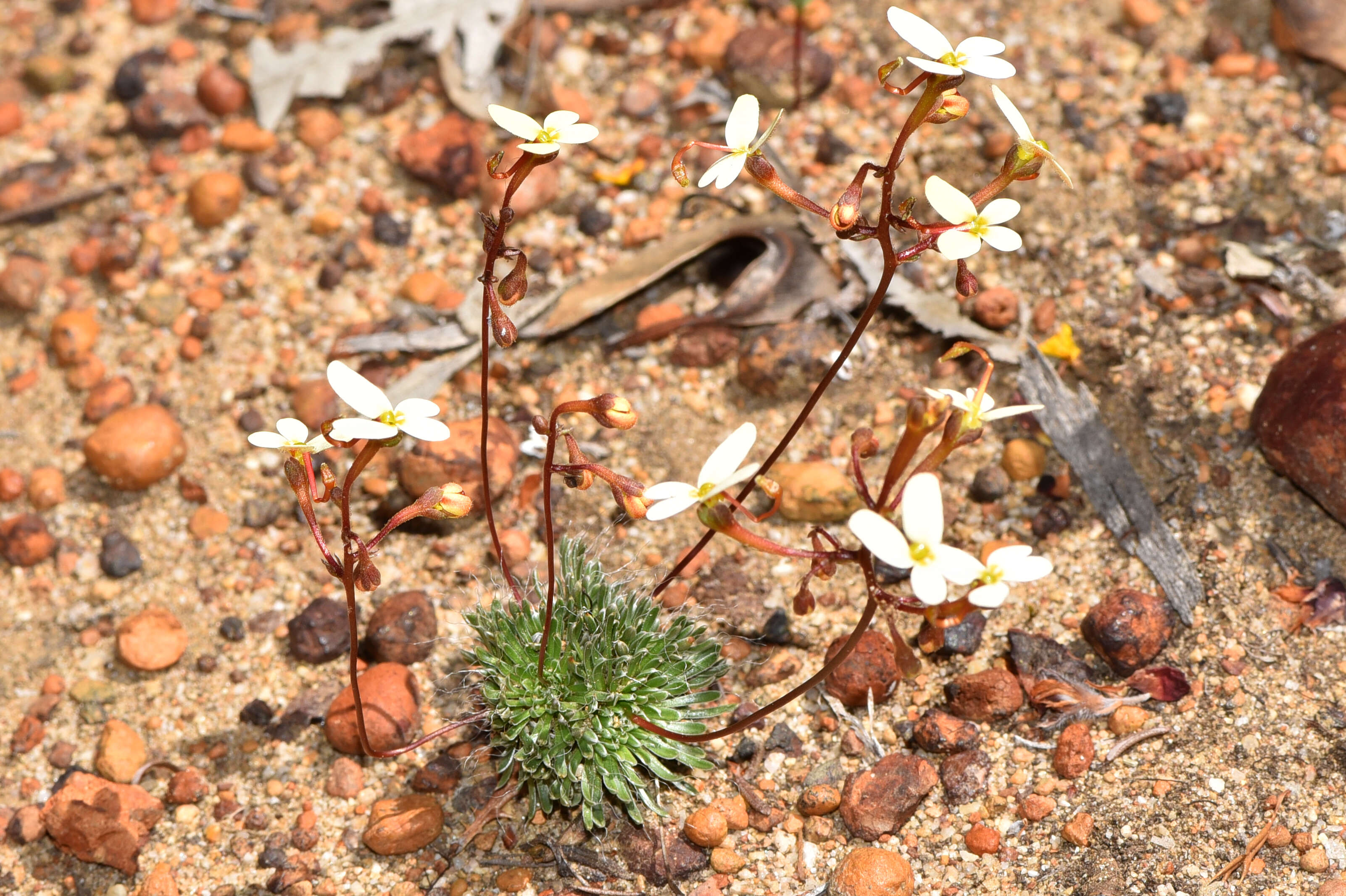 Image of Stylidium bindoon Lowrie & Kenneally