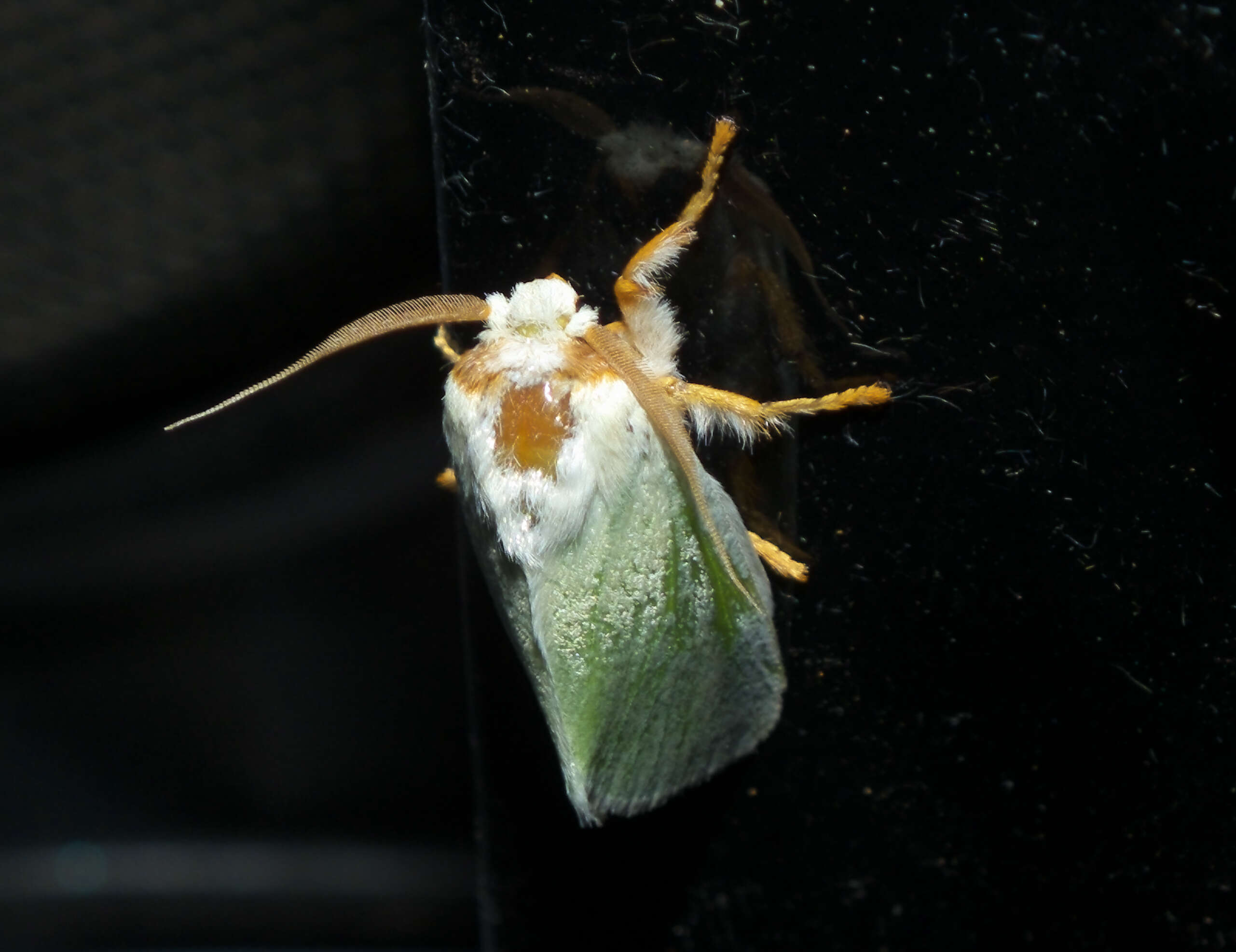 Image of slug caterpillar moths