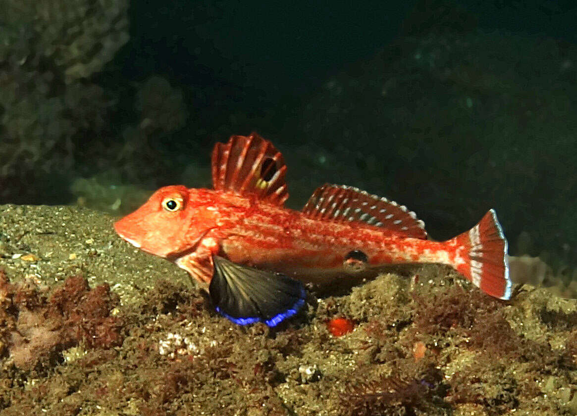 Image of Eastern spiny gurnard