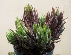 صورة Haworthiopsis reinwardtii (Salm-Dyck) G. D. Rowley