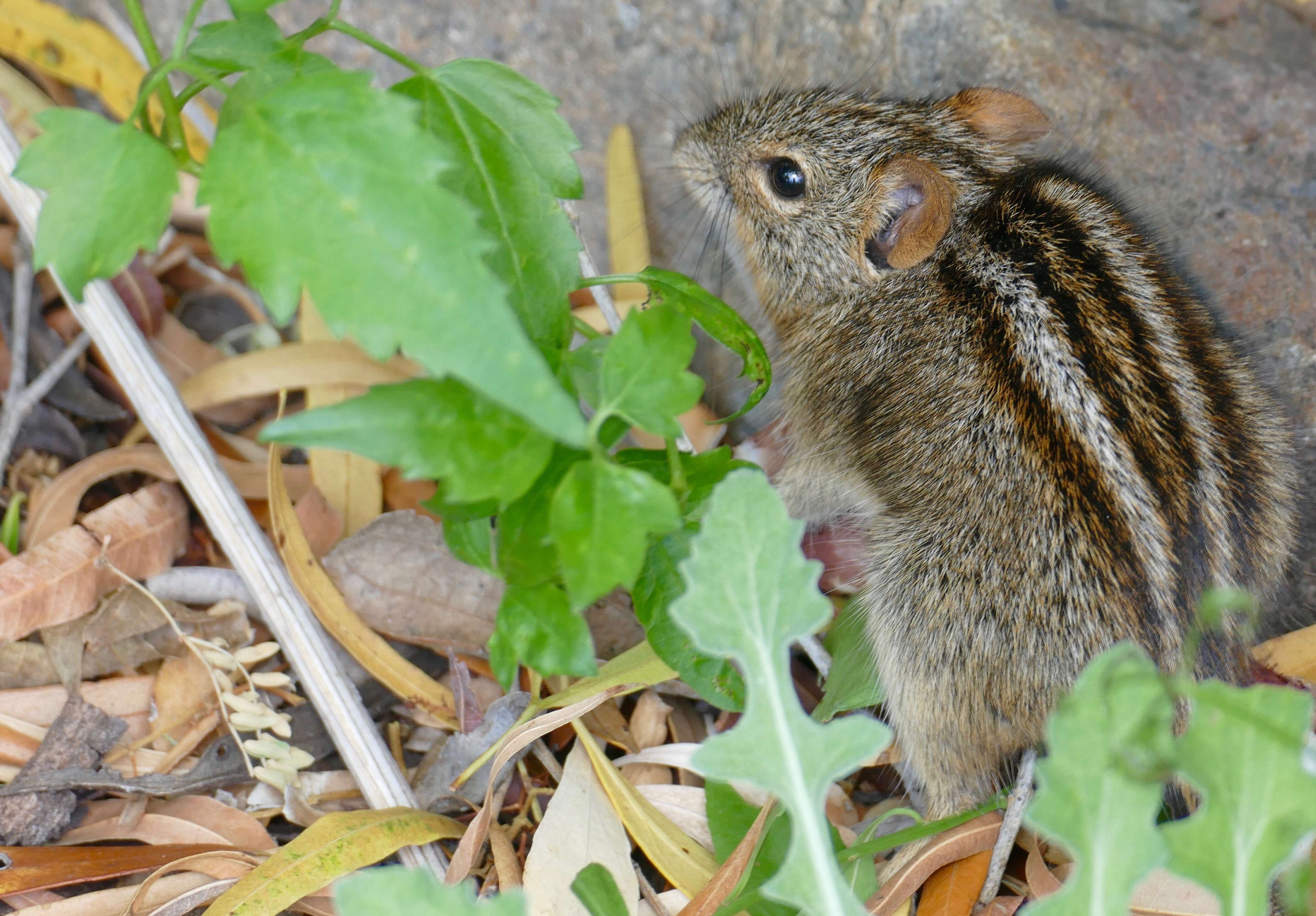 Image of Four-striped Grass Mouse