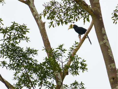 Image of Black Hornbill